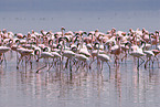 colonyof lesser flamingos